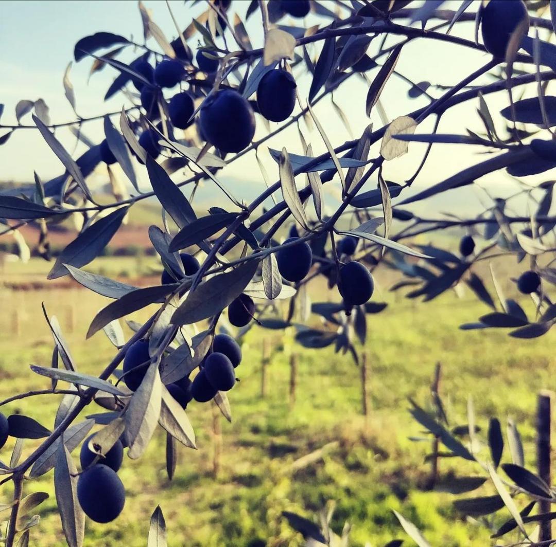 Farm stay Monfra - Ospitalita Rurale, Vigneti E Cantina